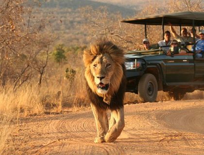 Waterberg safari at Makweti safari lodge