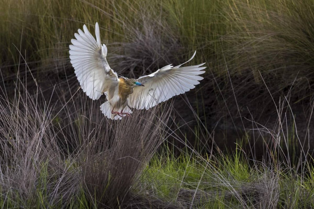 Cedarberg Travel | King Lewanika