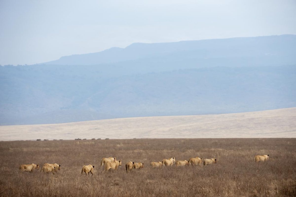 Cedarberg Travel | Entamanu Ngorongoro