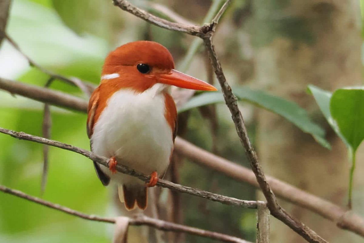 Cedarberg Travel | Masoala Forest Lodge