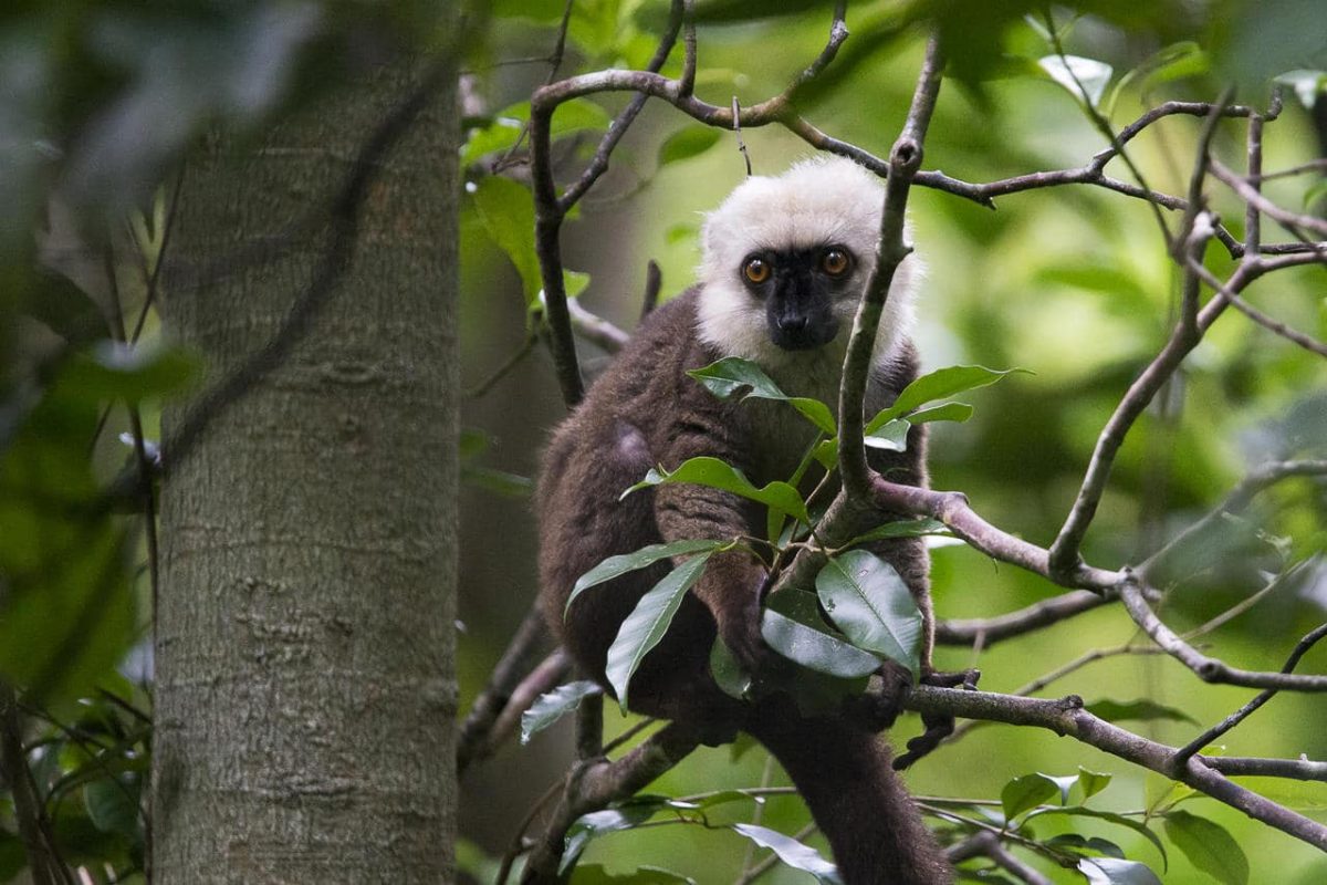Cedarberg Travel | Masoala Forest Lodge