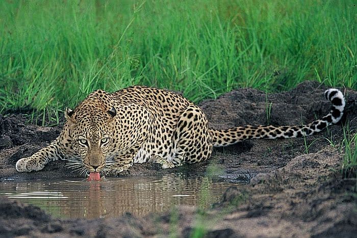 Sabi Sands safari - leopard drinking (taken by Neil Whyte of Savanna)