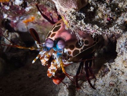 Mafia Island diving - Mantis Shrimp