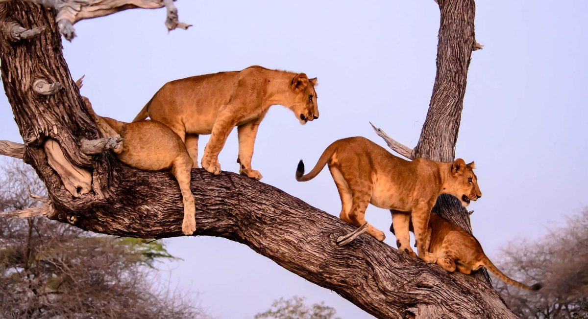 Lions in the Selous Game Reserve, Nyerere Game Reserve