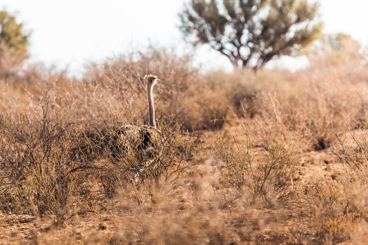 Cedarberg Travel | Kalahari Anib Lodge