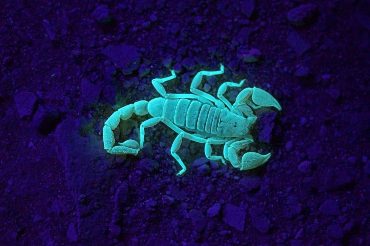 Cedarberg Travel | Kalahari Anib Lodge