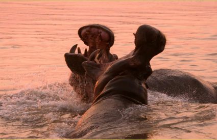 Our Guide to the Top African Safari Countries: Unveiling the Perfect African Safari: