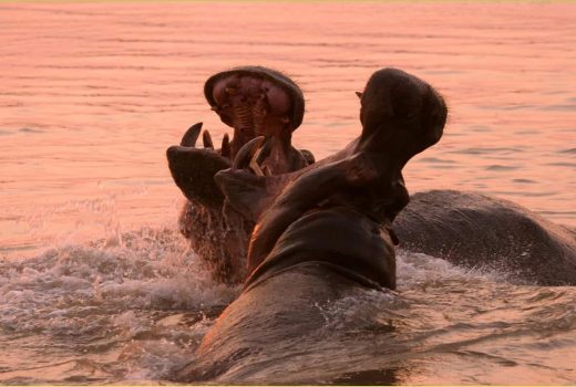 Our Guide to the Top African Safari Countries: Unveiling the Perfect African Safari: