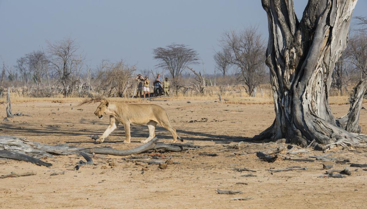 Cedarberg Travel | Kaingo Camp