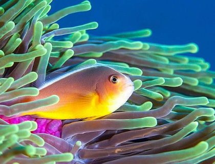 Diving holiday in Africa - Mozambique clown fish on a reef