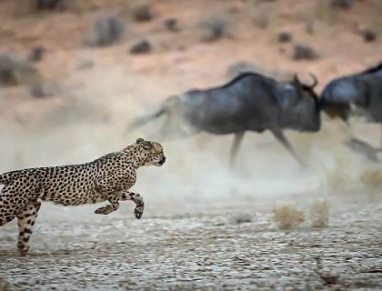 /Kgalagadi-cheetah-wildebeest