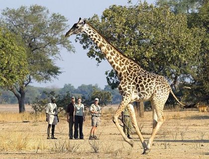 Luangwa-Safari-House-Giraffe-on-the-walk