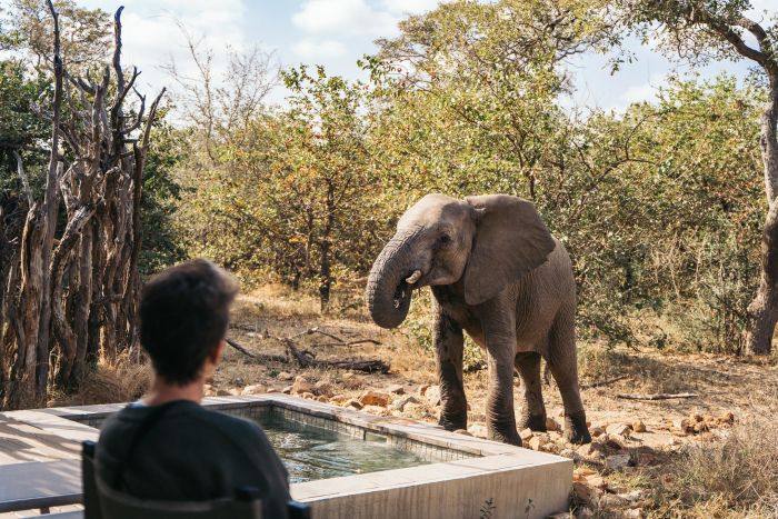 Image courtesy of Simbavati Collection - Simbavati River Lodge