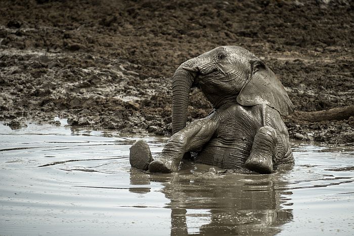 Elephant cub playing in Madikwe Game Reserve