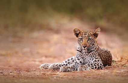 Zimbabwe Walking Safaris – Why the guides make all the Difference