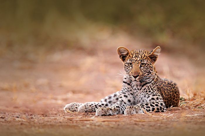 Leopard cub in Hwange Natonal Park, Hwange safari