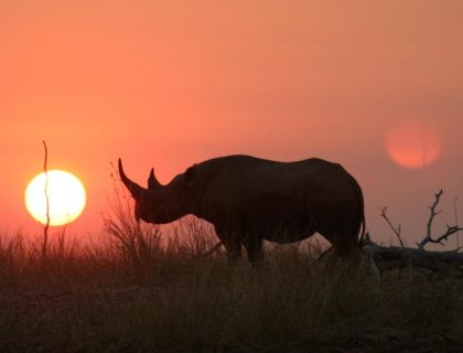 Rhino in Matusadona National Park, Lake Kariba Zimbabwe