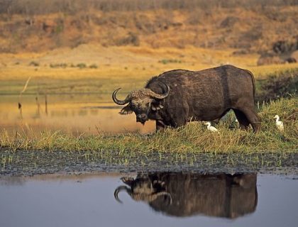 Cape Buffalo in Matusadona National Park, Lake Kariba Zimbabwe
