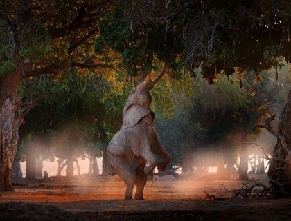 Elephant feeding in Mana Pools National Park, Mana Pools safari Zimbabwe