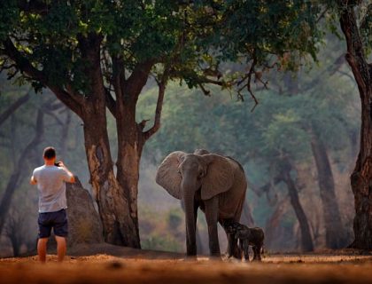 Bush walk with elephant in Mana Pools National Park, Mana Pools safari Zimbabwe