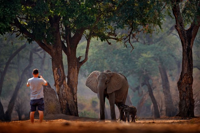 Bush walk with elephant in Mana Pools National Park, Mana Pools safari Zimbabwe