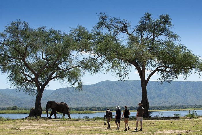 Bush walk in Mana Pools National Park, Mana pool safari