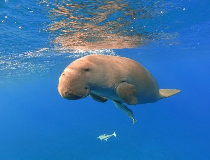 An actual Dugong off Bazaruto island
