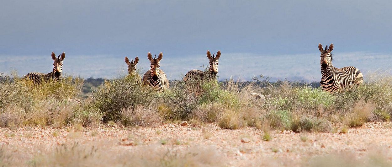 Zebra in Augrabies National Park