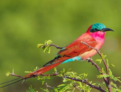 Caprivi Strip Namibia (Zambezi region) - Southern carmine bee-eater