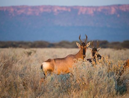 Central Highlands Namibia - Waterberg Plateau, Hartebeest