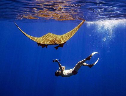 Diving with a devil ray