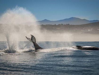Garden Route holidays, whale-watching boat cruises