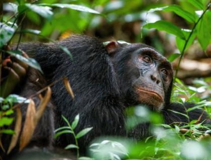Kibale Chimpanzee tracking