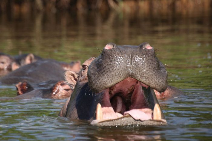 Cedarberg Travel | Remarkable Western Uganda