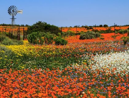 Namaqualand spring flowers, wild flowers