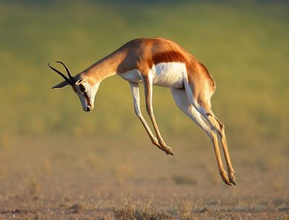 Northern Cape Kgalagadi National park, springbok jumping