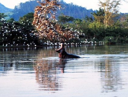 Hippo in Mlilwane National Park, eSwatini