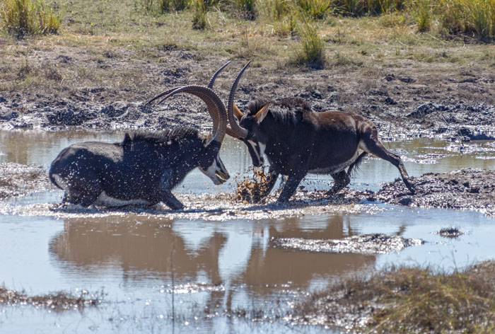 Savuti, Chobe National Park - sable fighting in the mud