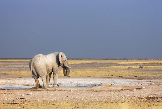 Etosha National Park