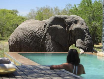 Elephant drinking from pool at Phinda, Kwazulu Natal safari holidays