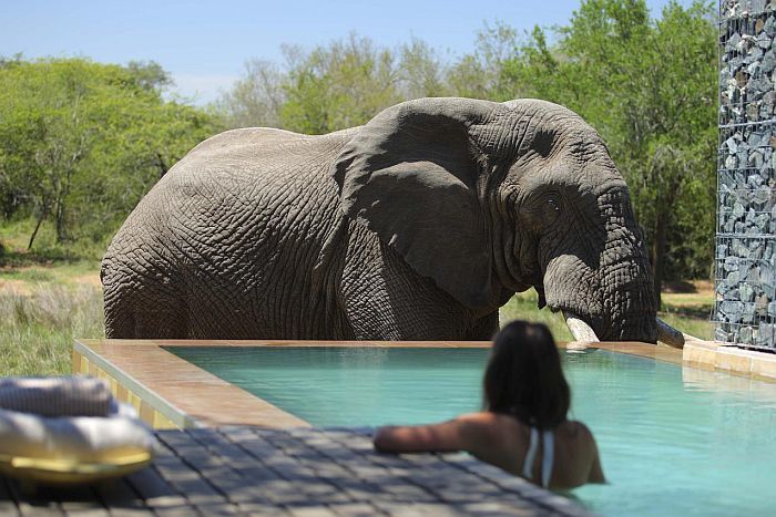 Elephant drinking from pool at Phinda, Kwazulu Natal safari holidays