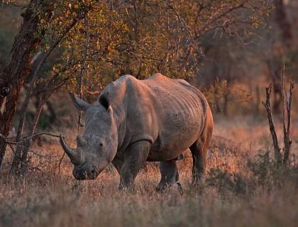 KwaZulu Natal Game Lodges - rhino