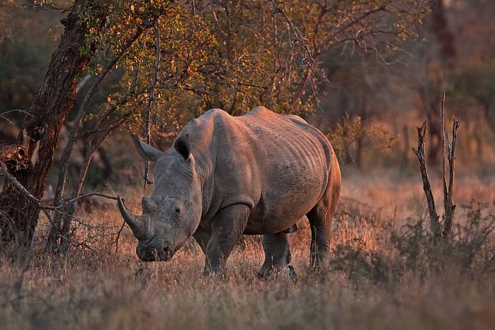 KwaZulu Natal Game Lodges - rhino