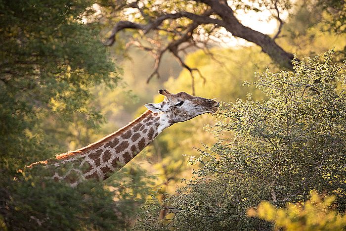 Giraffe browsing in Klaserie Game Reserve
