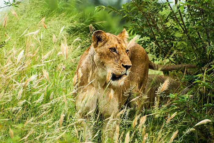 Lion hunting in Klaserie Game Reserve