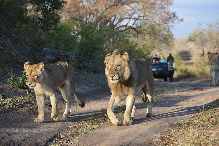 Lion in the Greater Kruger Park, Africa safari packages by Cedarberg Africa