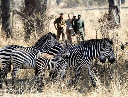 Zebra on a Zambia walking safari