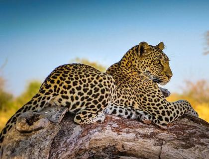 Leopard on rock in Ruaha National Park at Mwagusi Camp,