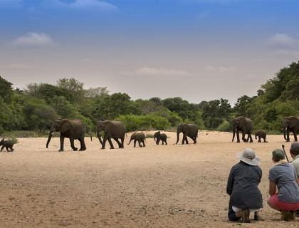 Walking safari in the Timbavati Game Reserve