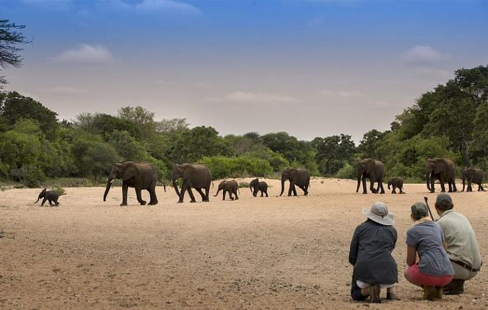 Walking safari in the Timbavati Game Reserve